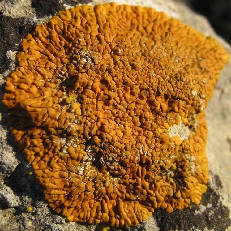 Caloplaca: Variet�